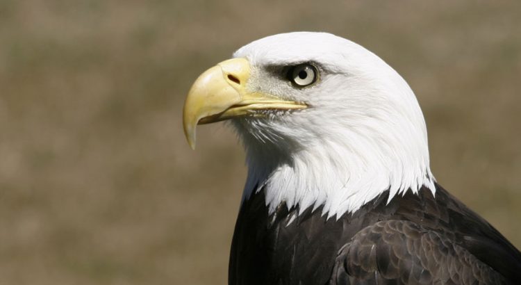 aguia um exemplo para todos